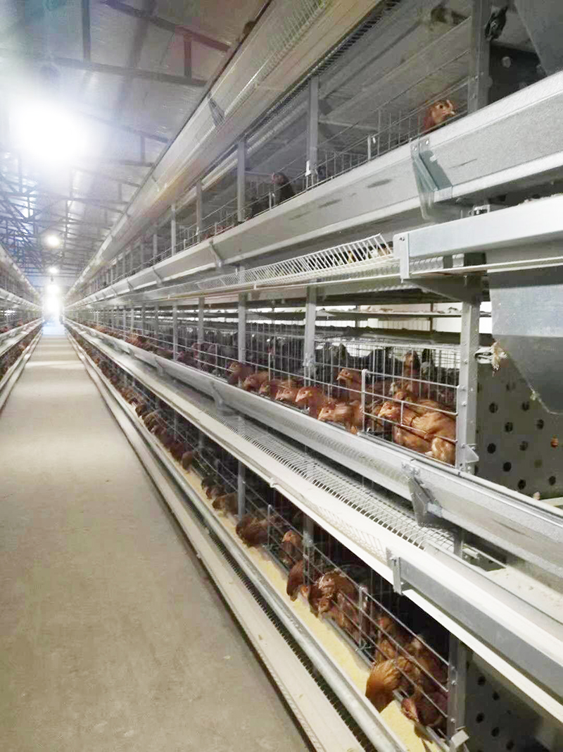 養殖用蛋雞設備包括那些具體（tǐ）的？