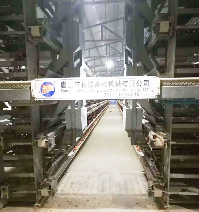 如果您想用自動（dòng）化設備養蛋雞（jī），哪些蛋雞設備是必不可少的？