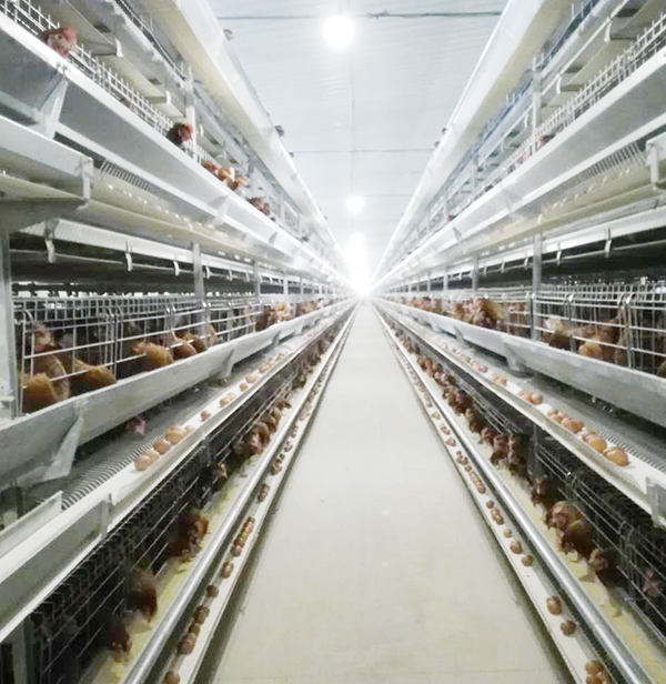 蛋（dàn）雞設備養雞控製雞蛋大小