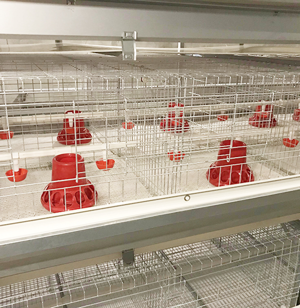 全自動養雞設備養雞添加製劑注意事項